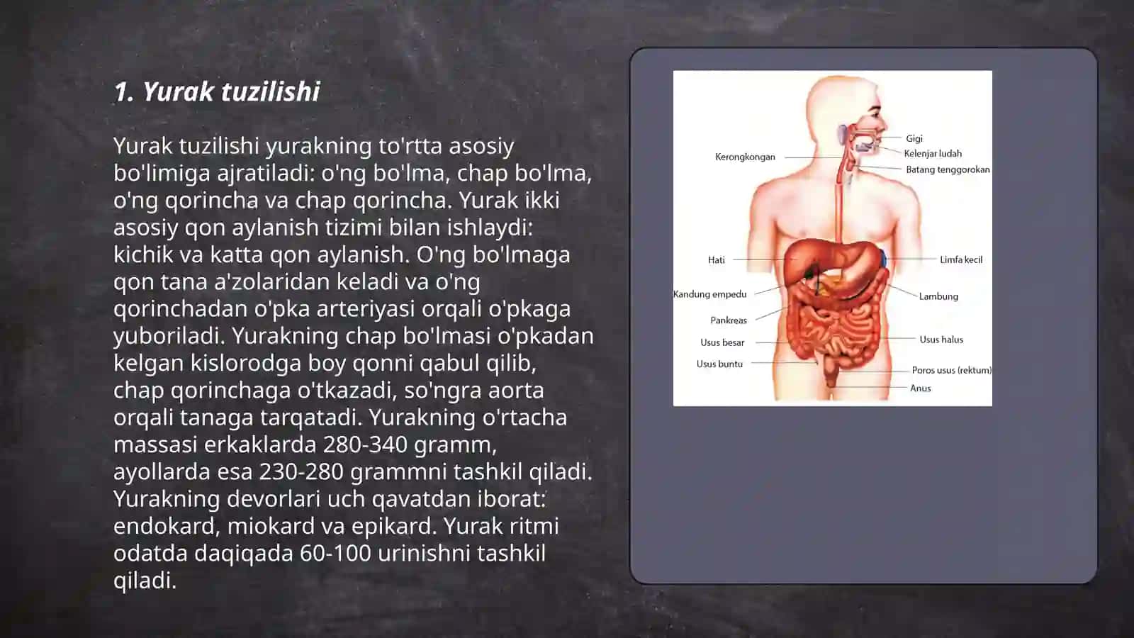 Odam organlari tuzilishi 3