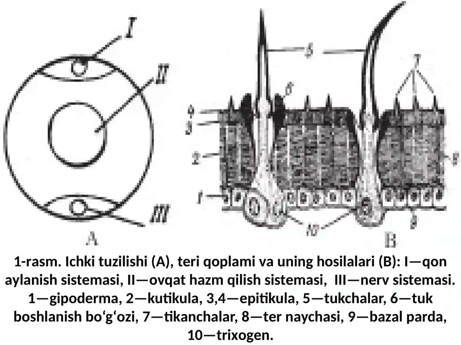 Hаshаrоtlаrning tuzilishi 3