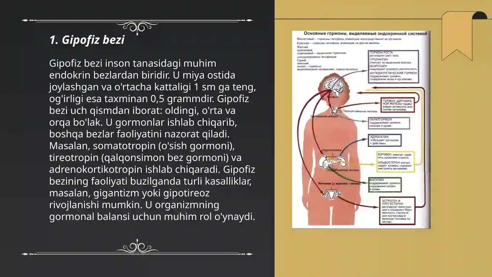 Ichki sekretsiya bezlari 3