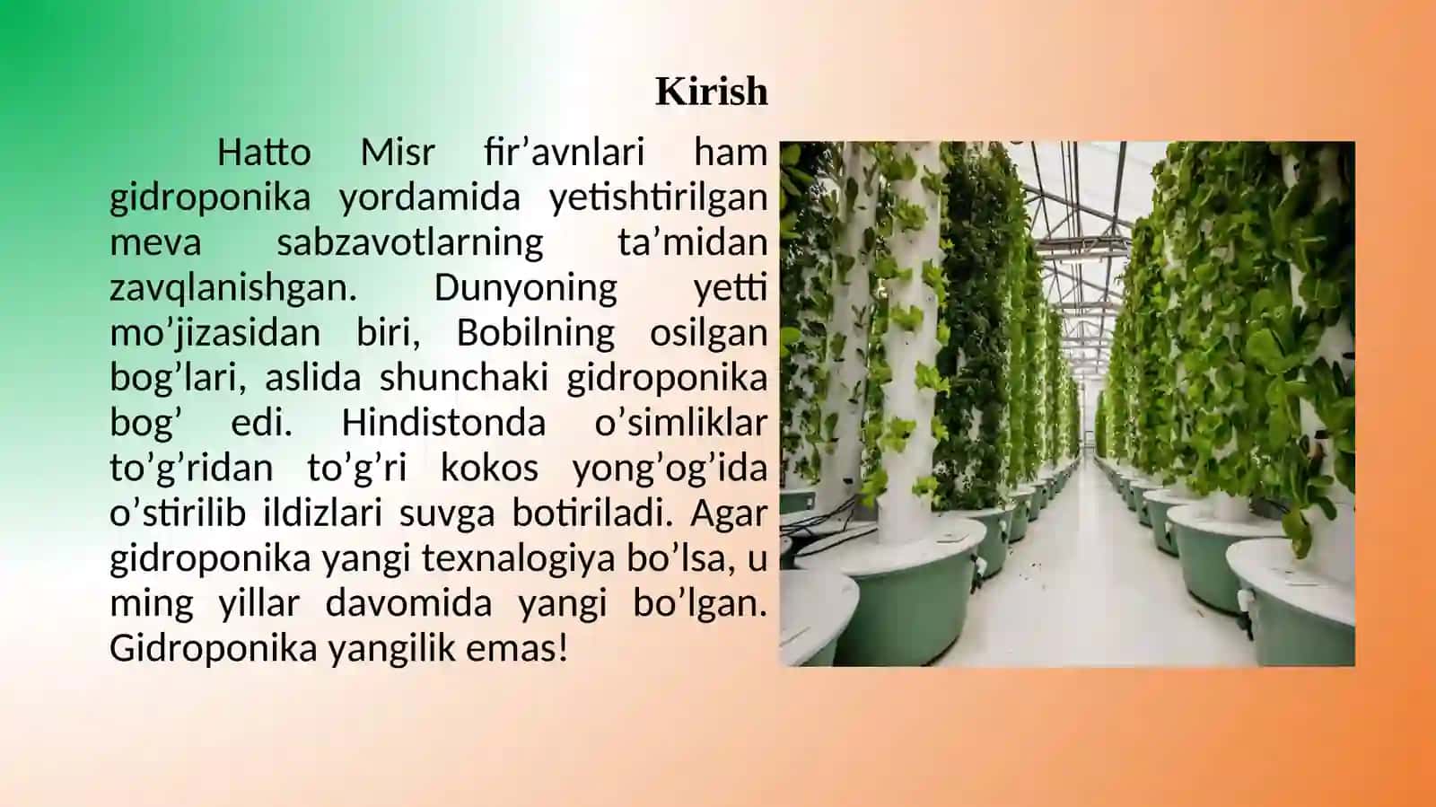 DORIVOR O'SIMLIKLARNI YETISHTIRISHDA GIDROPONIKA USULI 3