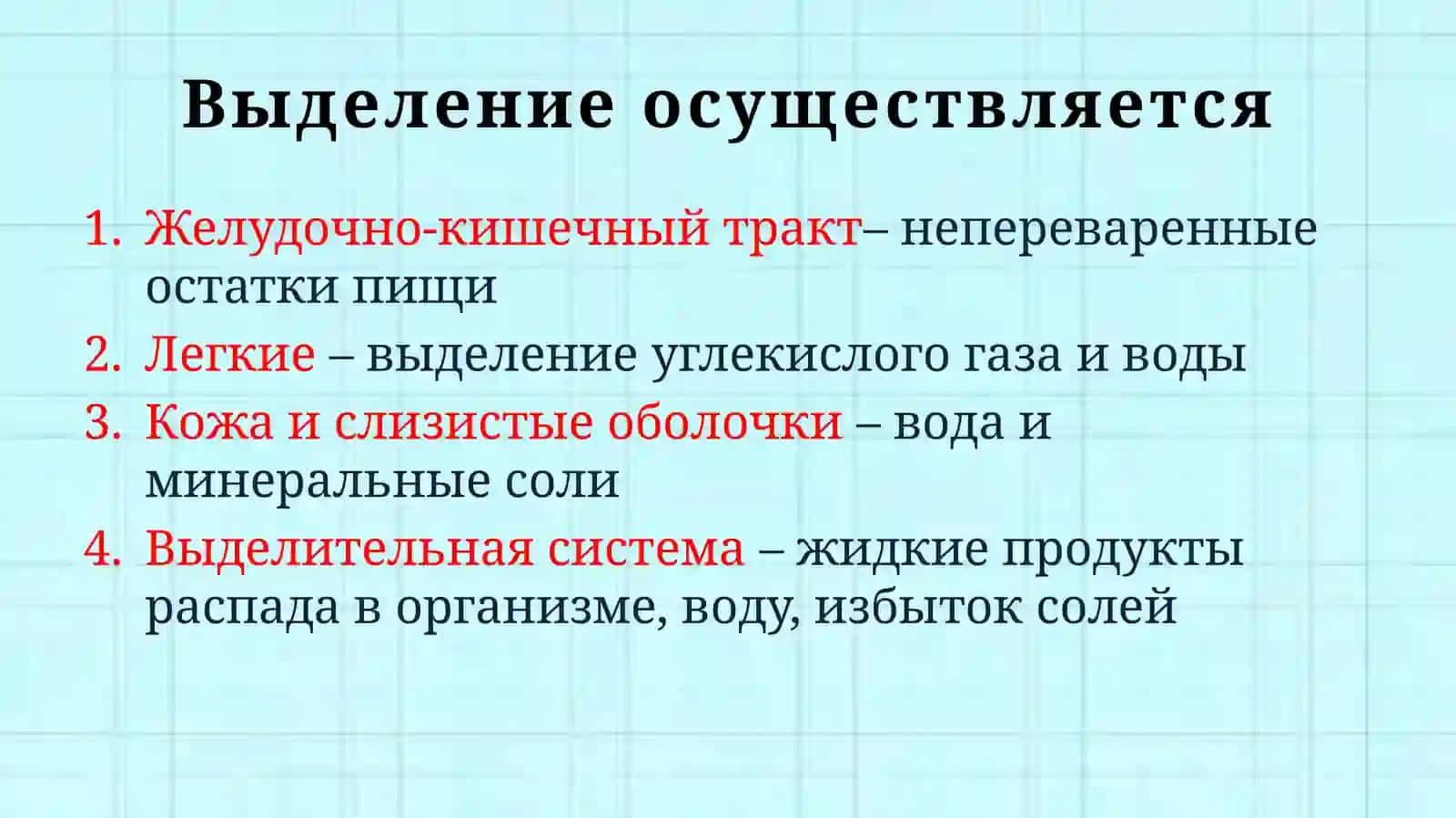 Выделительная система человека 3