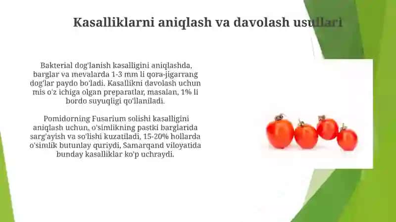 Pomidor kasalliklari 3