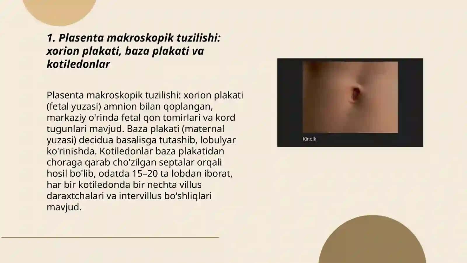 Plasenta va kindik ichki tuzulishi 3