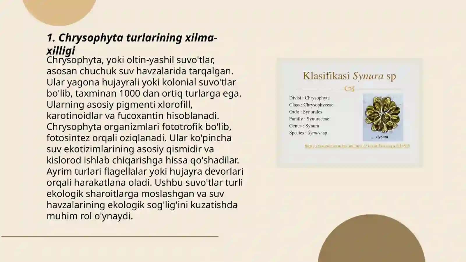 Oltin tusli suvõttoifalar Chrysophyta 3