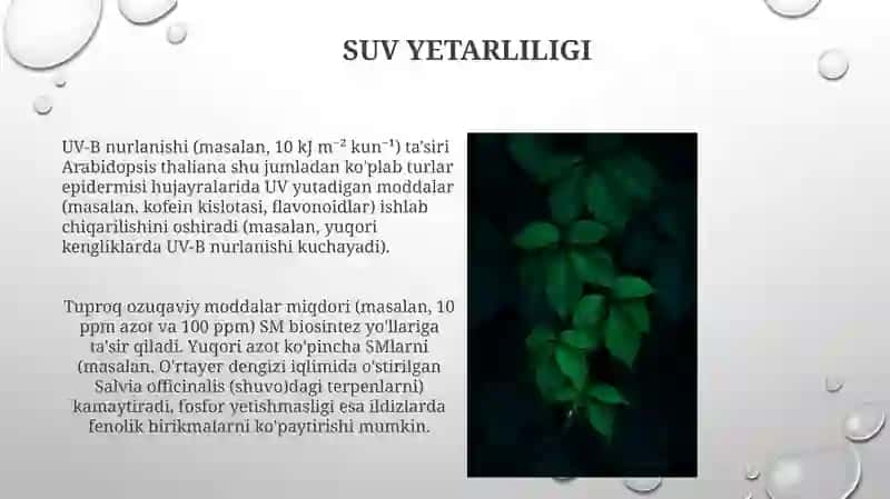 O'simlik rivojlanishi 3