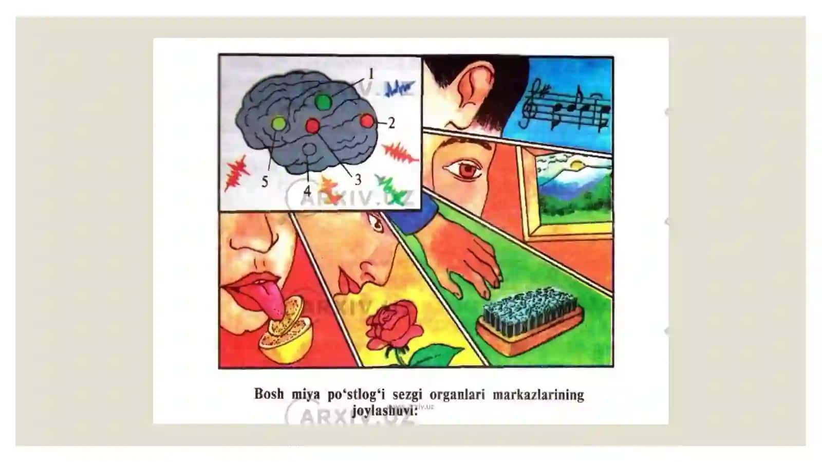 Sezgi analizatorlari 3