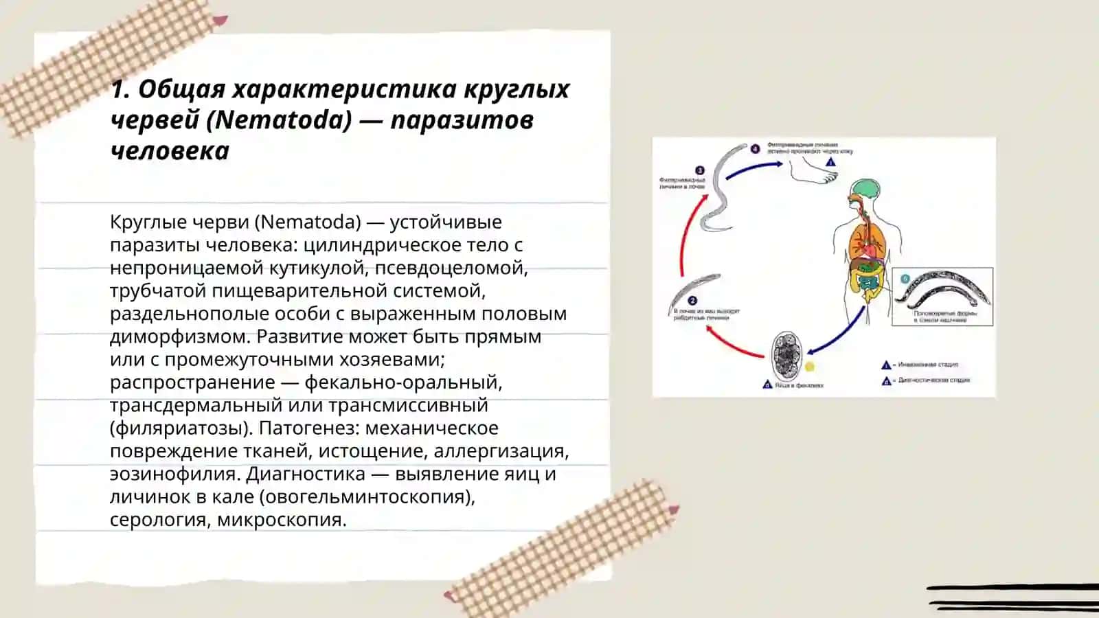 Круглые черви - паразиты человека. Аскариды. трихинеллы и анкилостомы 3