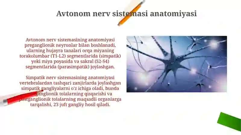 Avtonom nerv sistemasi anatomiyasi 3