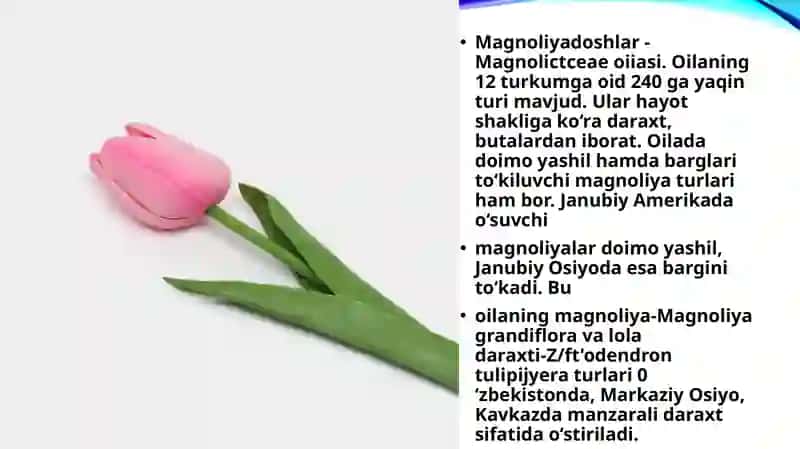 Magnoliyasimonlar 3