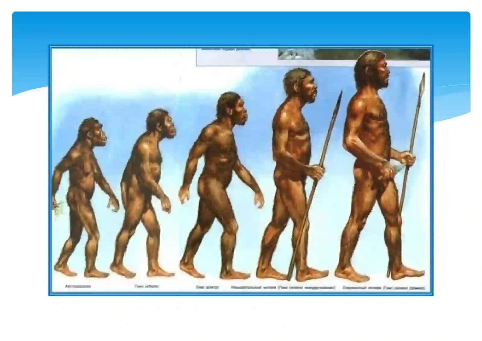 Homopaydabolıwı hám tarqaliwi 3