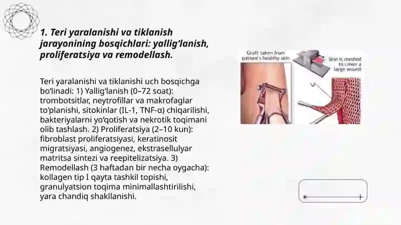 Teri regeneratsiyasi va transplantatsiyasi 3