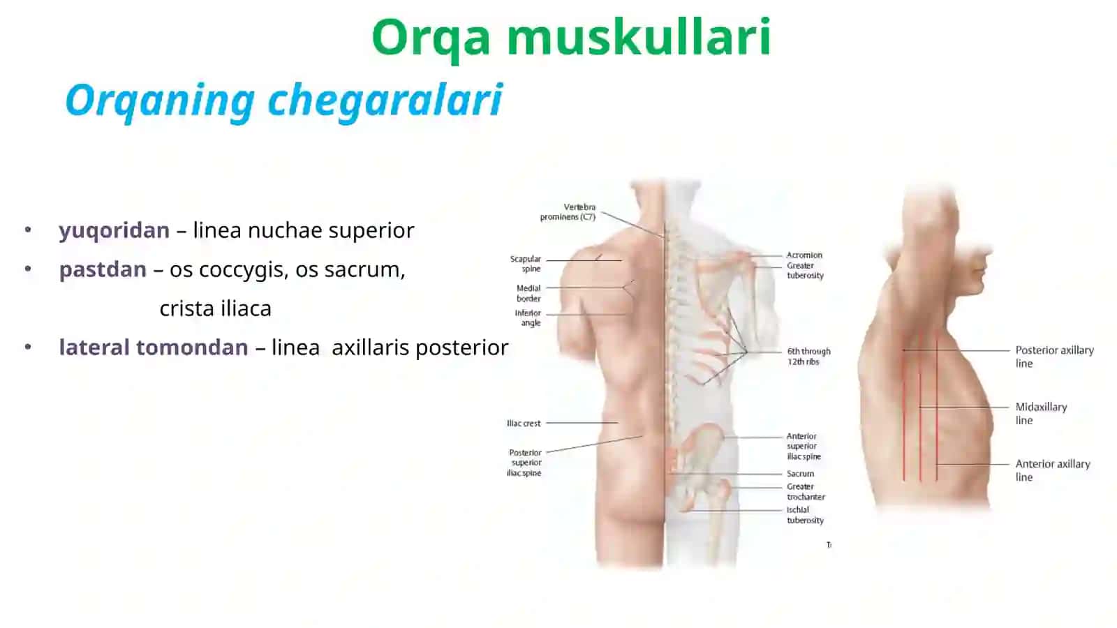 Anatomiya 3