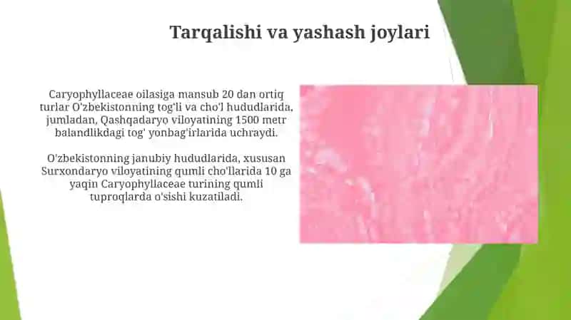 Chinniguldoshlar oilasi – Caryophyllaceae 3