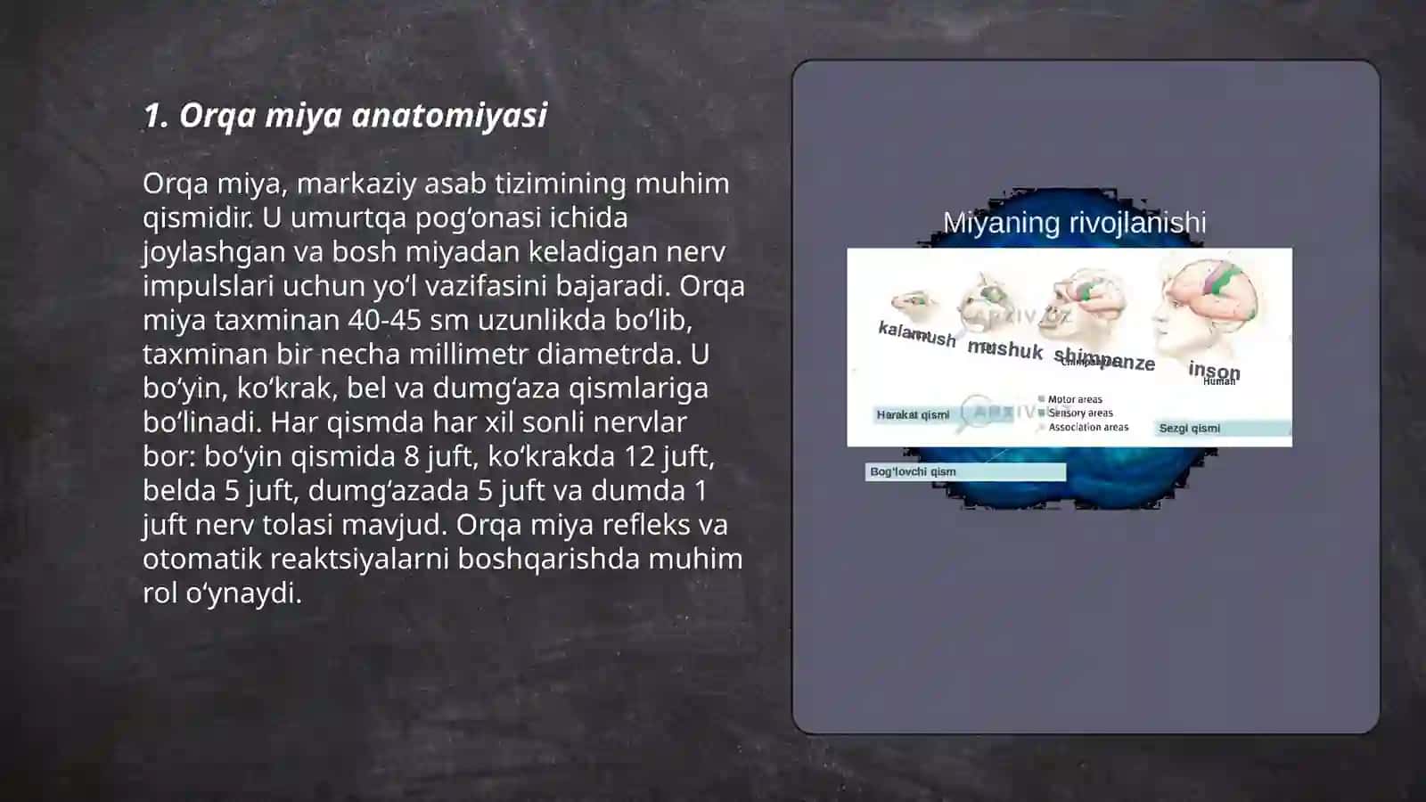 Orqa miya anatomiyasi 3