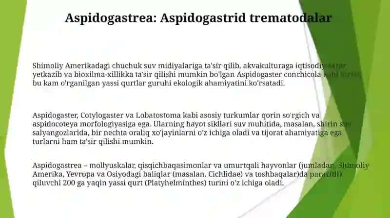 Yassi chuvalchanglar tipi va ularning vakillar 3