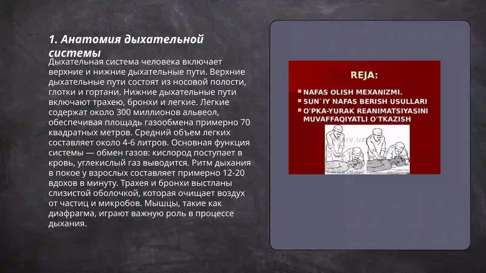 Nafas olish tizimi 3
