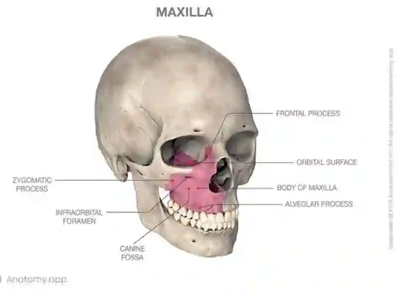 Yuqori jag’ – maxilla 3