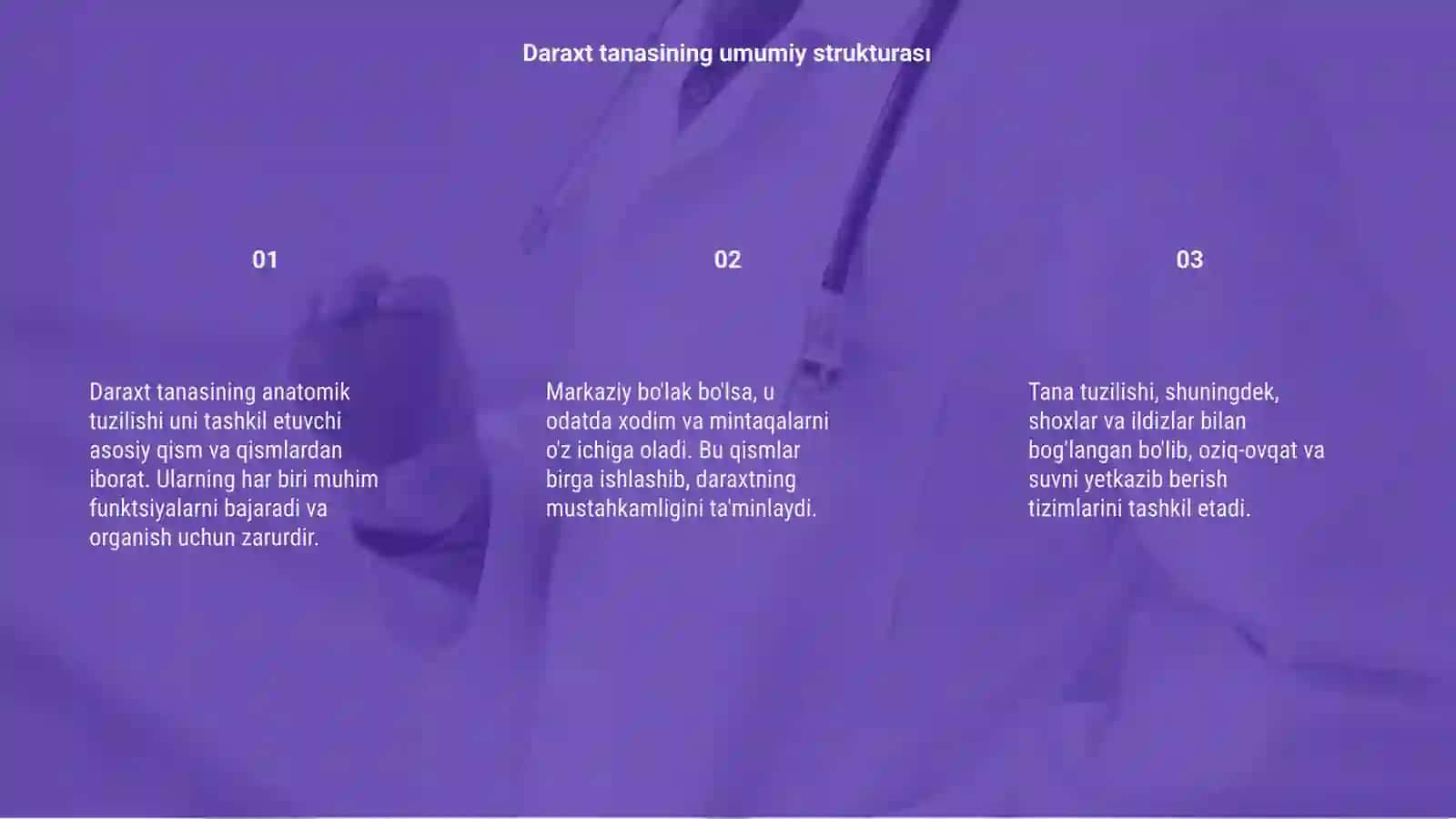Daraxt tanasining anatomik tuzilishini órganish 3