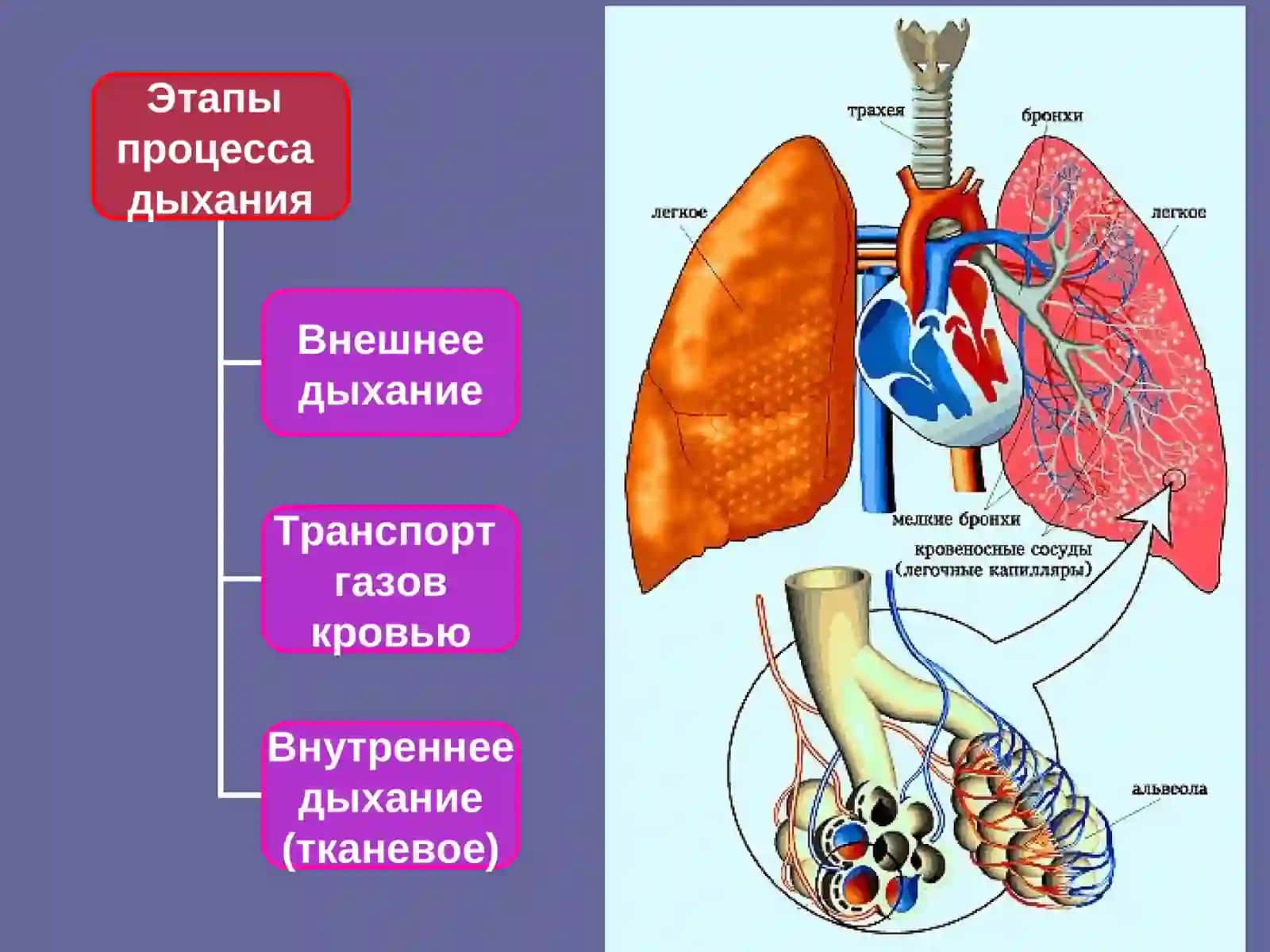 Строение органов дыхания 3