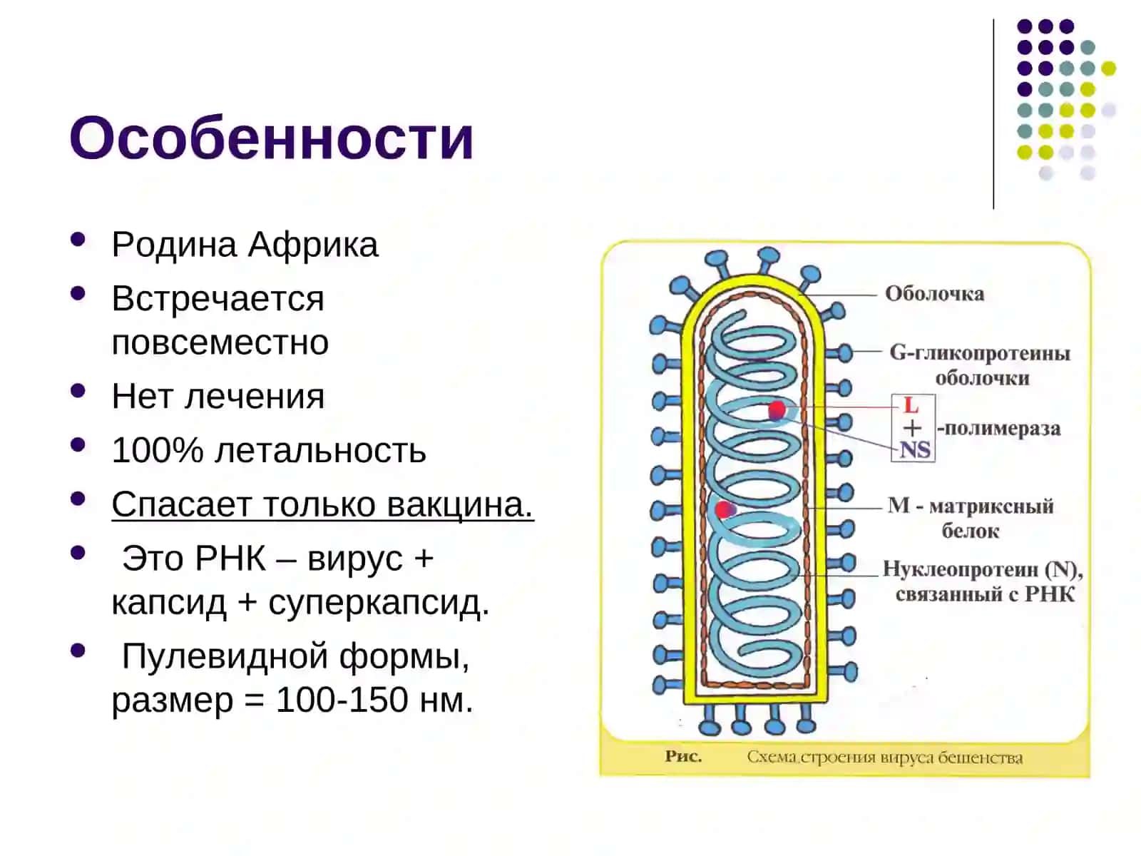 Вирус бешенства 3