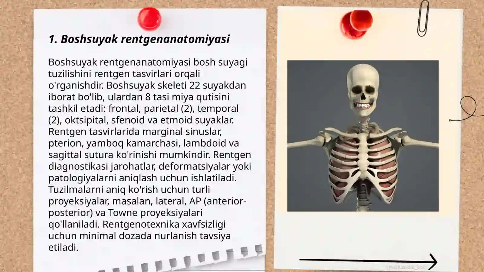 Boshsuyak rentgenanatomiyasi 3