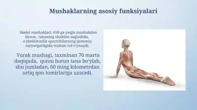 Mushak to'qimalari 3