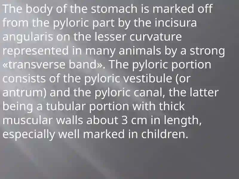 The Movements of the Stomach 3