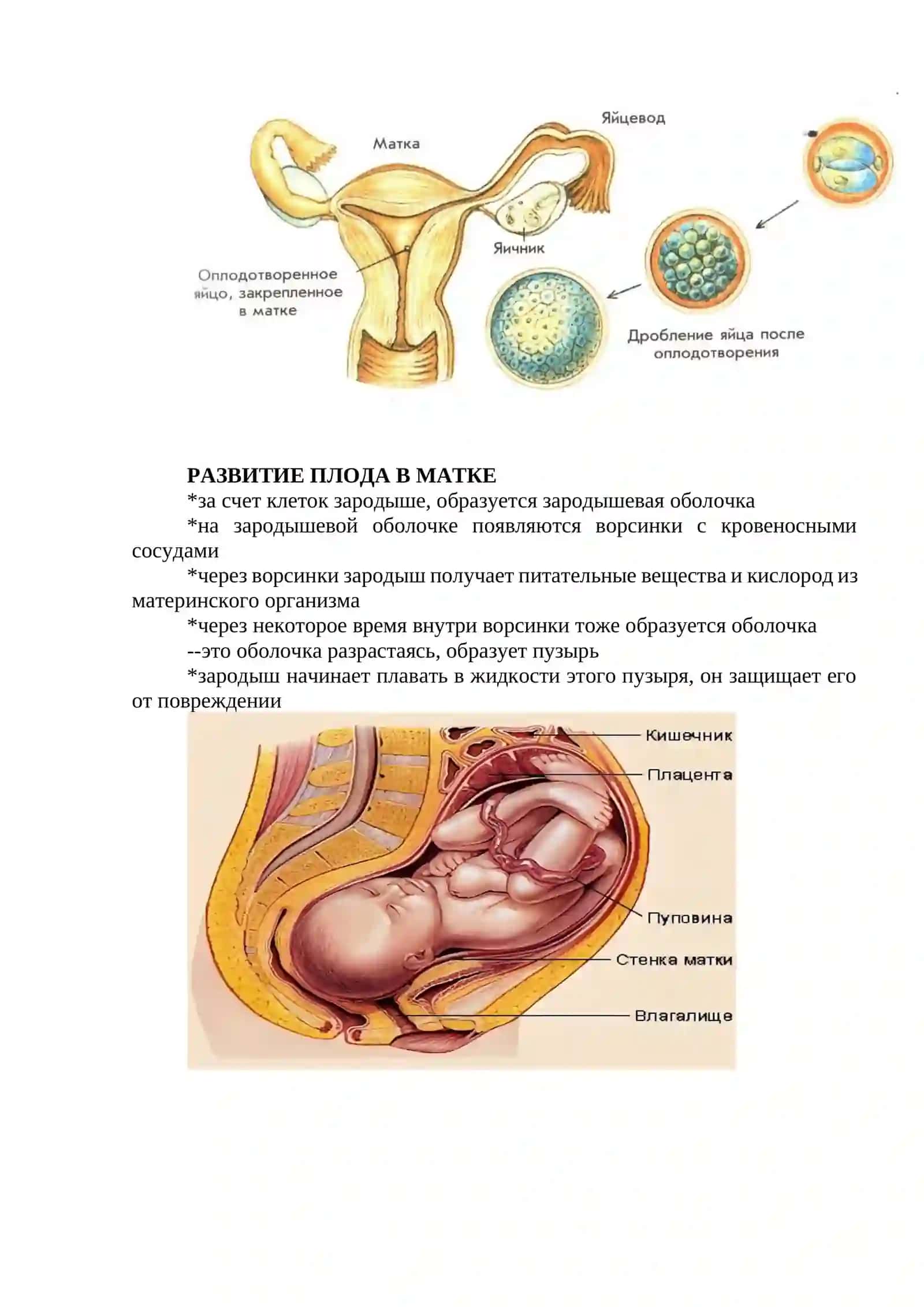РАЗМНОЖЕНИЕ И РАЗВИТИЕ 3