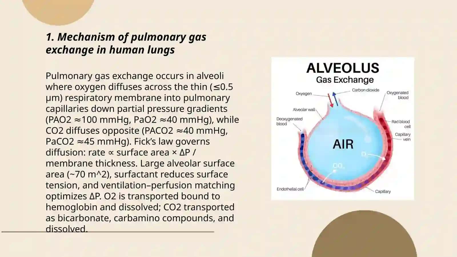 Pulmonary Gas Exchange Mechanism 3
