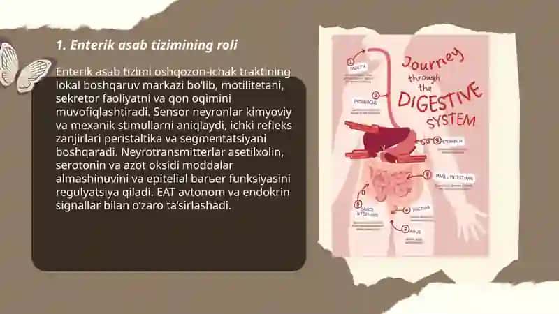 Enterik asab tizimining roli 3
