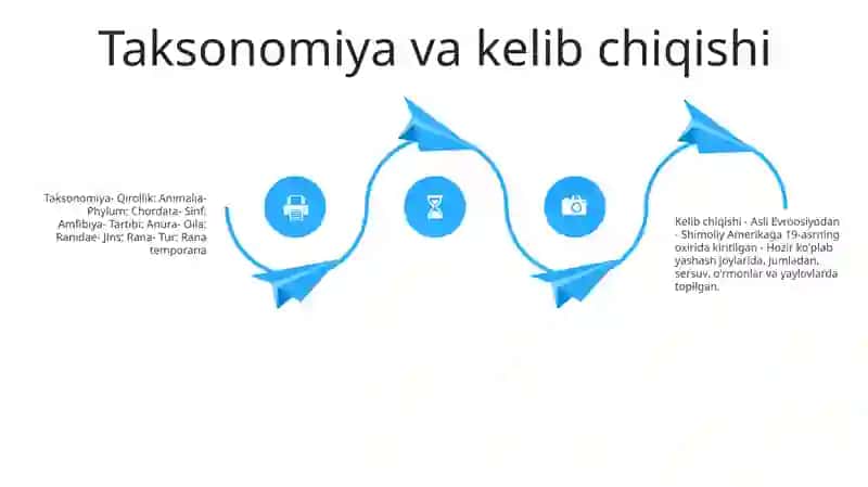 KoʻK Kaptarning KoʻPayish Va Individual Rivojlanishi 3