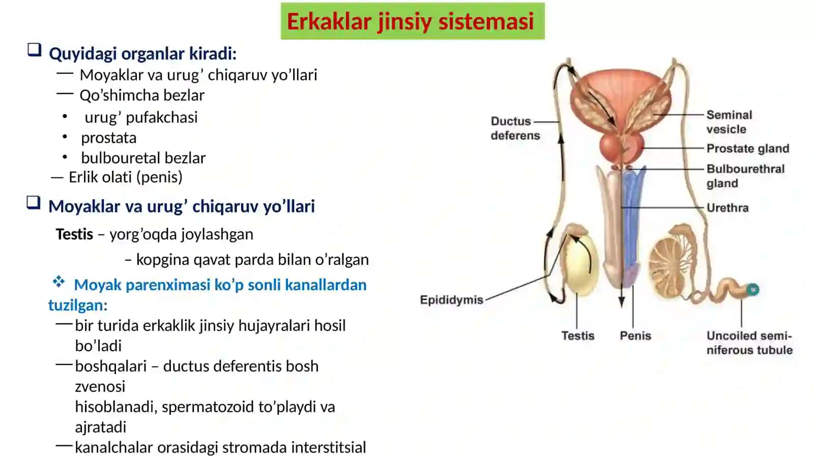 Erkaklar reproduktiv sistemasi 3