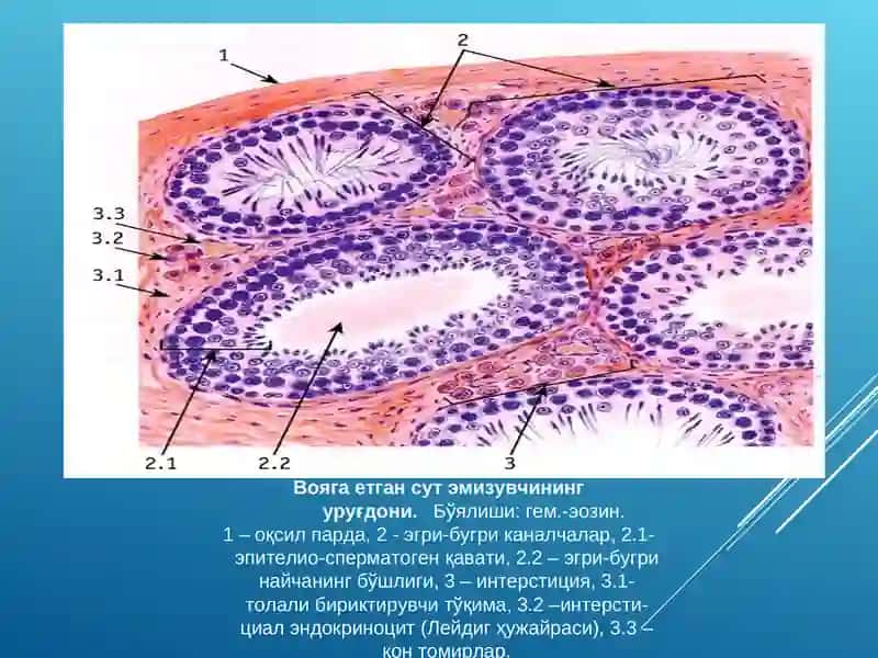 Эркаклар жинсий системаси 3