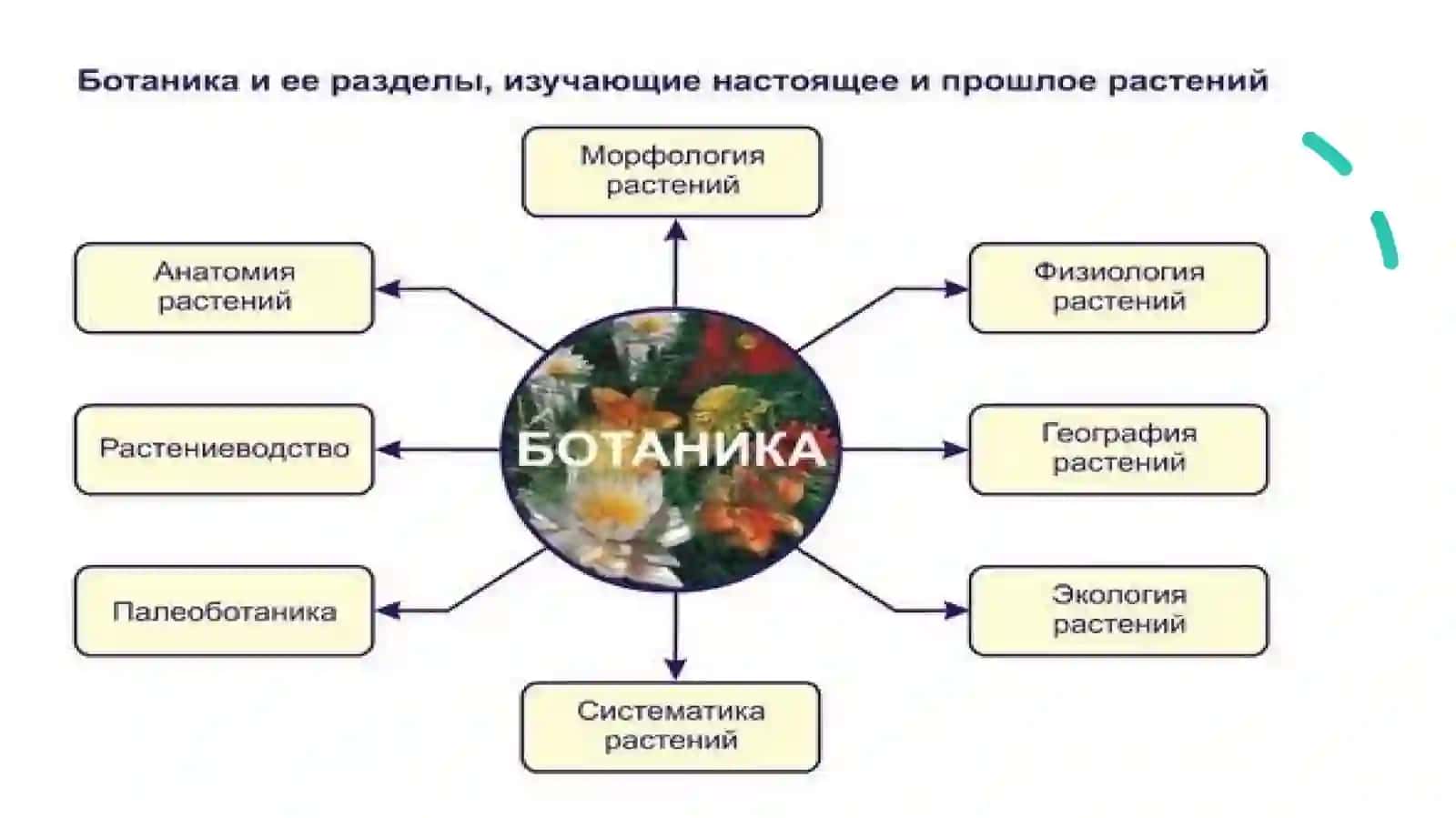 ПЕРВЫЙ РАЗДЕЛ БОТАНИКИ 3