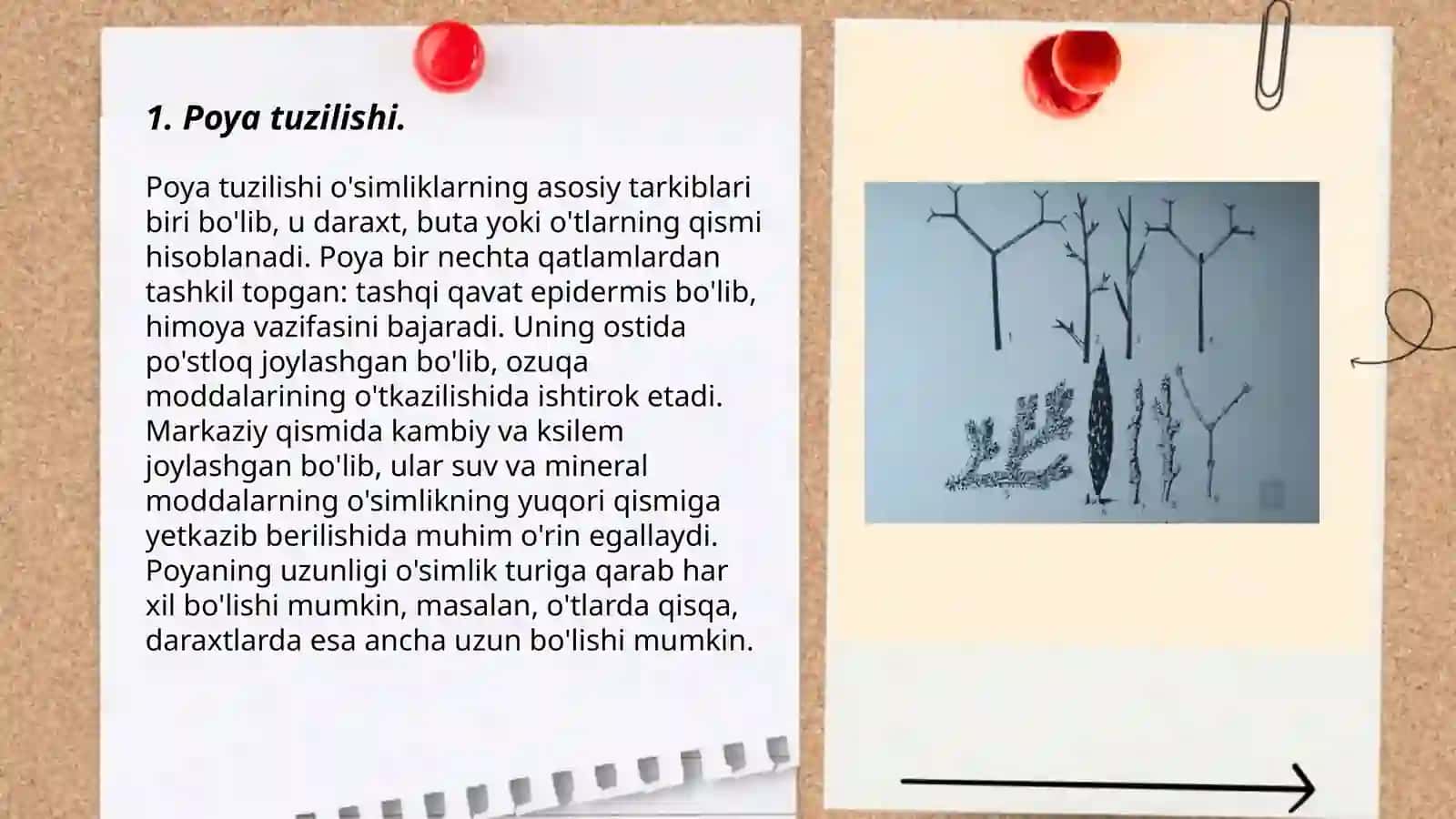 Poya va uning vazifalari 3