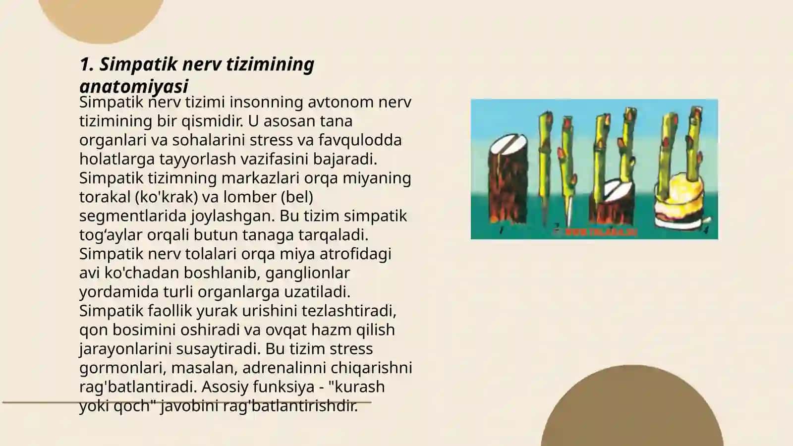 Simpatik nerv tizimining anatomiyasi 3