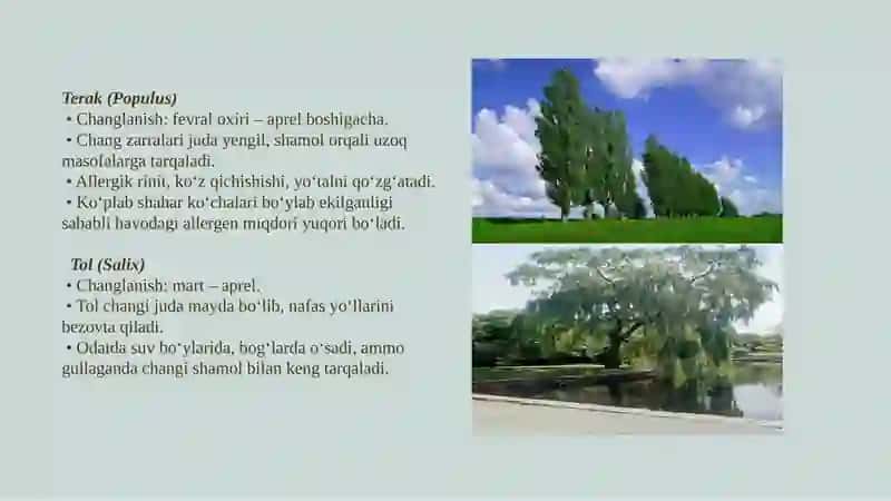 Pollinoz(o'simlik changlariga allergiya) 3