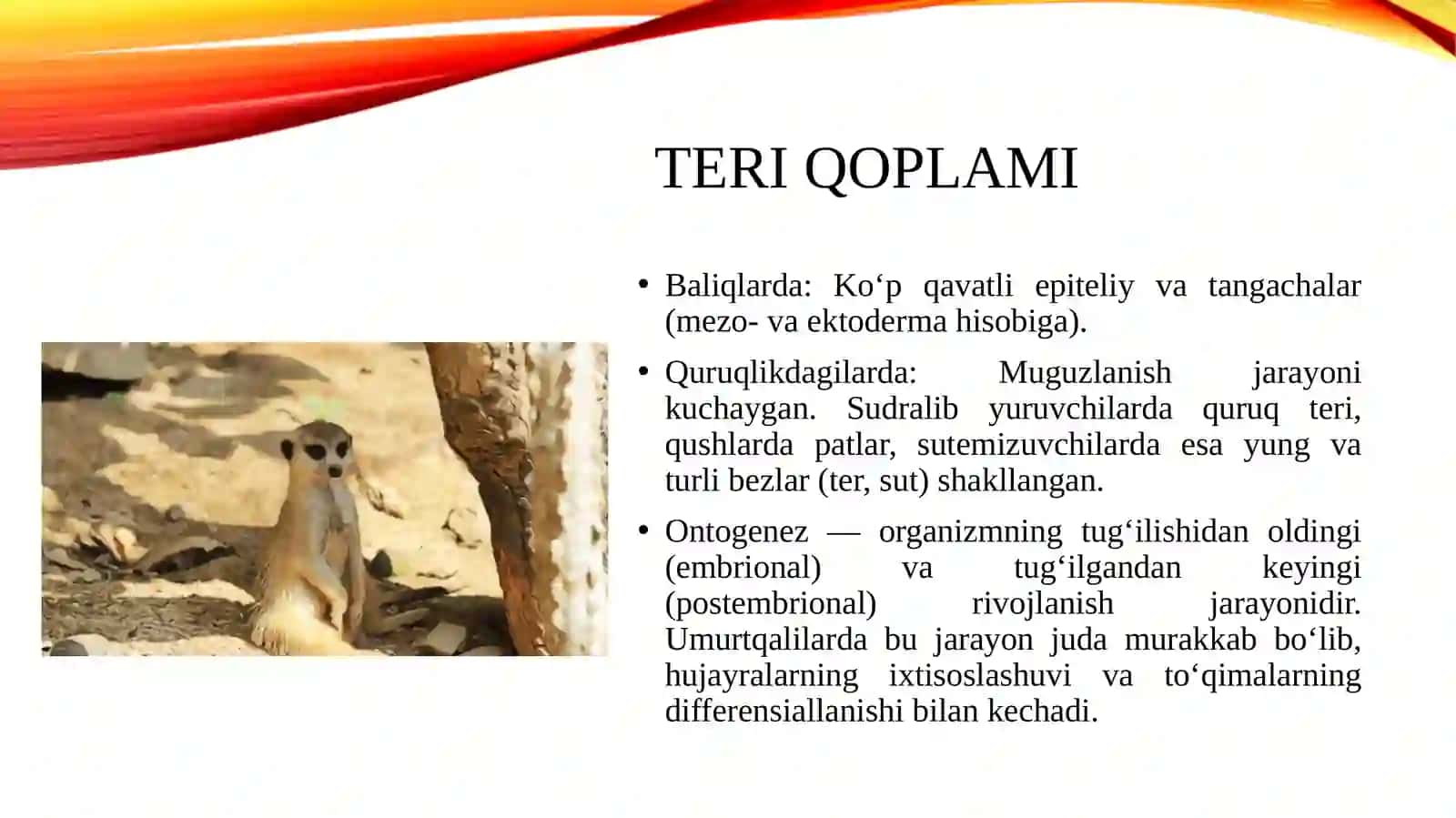 Umurtqalilarda a'zolar va aʼzolar tizimi ontogilogenezi 3