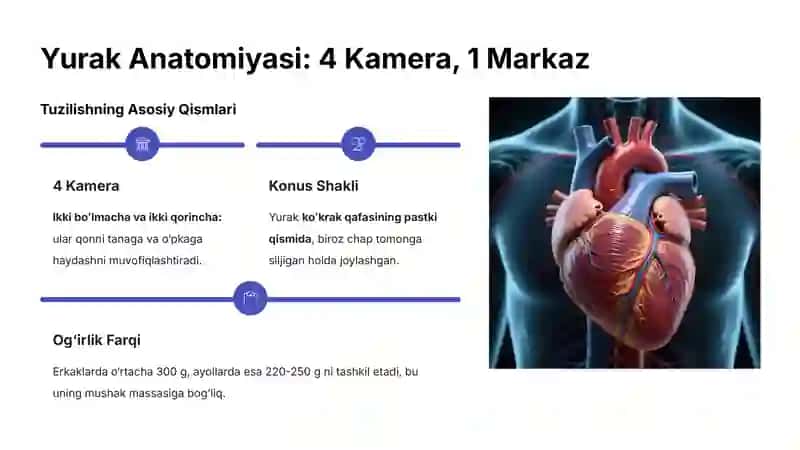 Yurak Faoliyatini Boshqarishning O‘ziga Xosligi 3