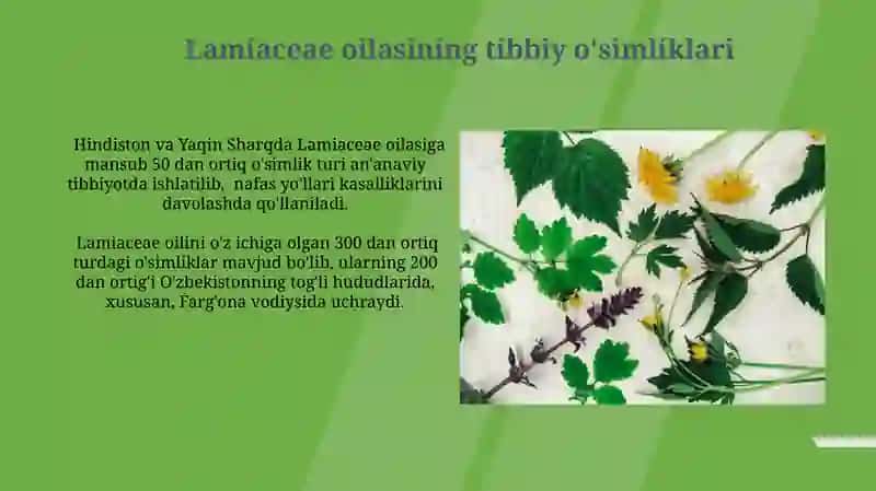 Lamiaceae oilasining dorivor o'simliklari 3