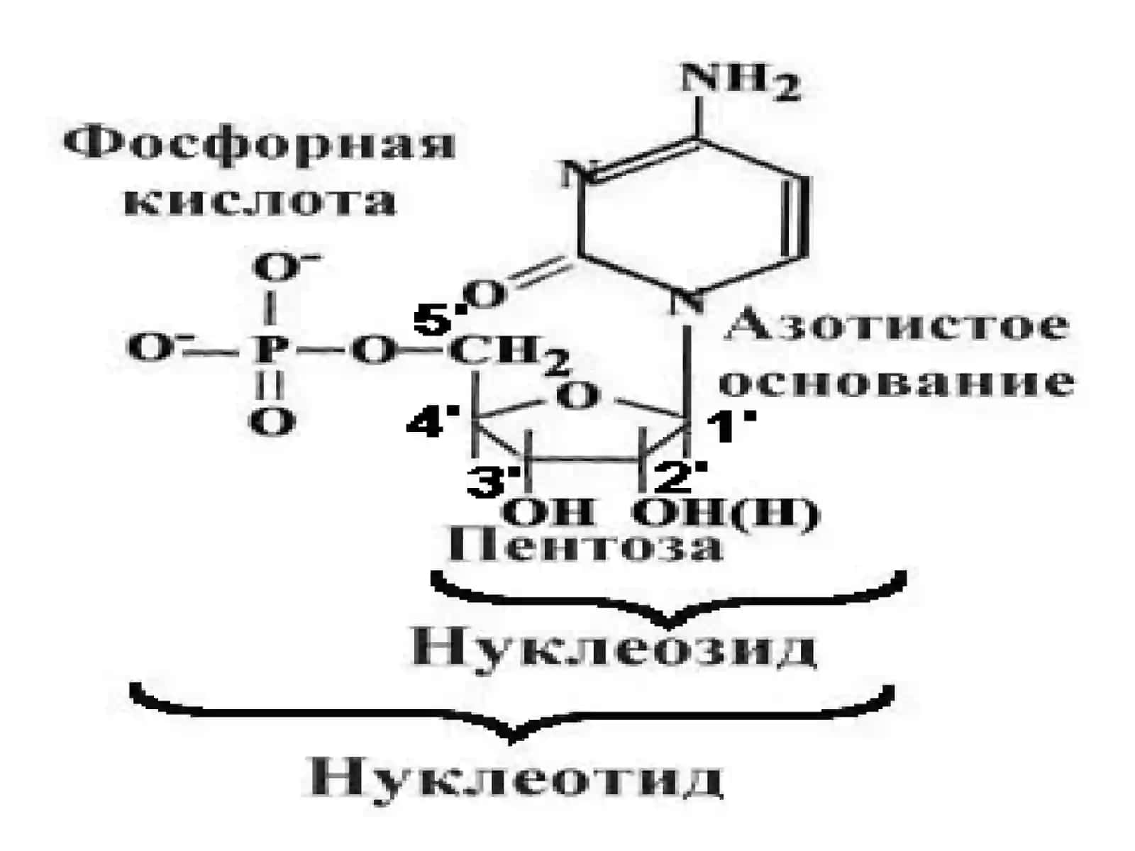 НУКЛЕОТИДЛАР АЛМАШИНУВИ 3