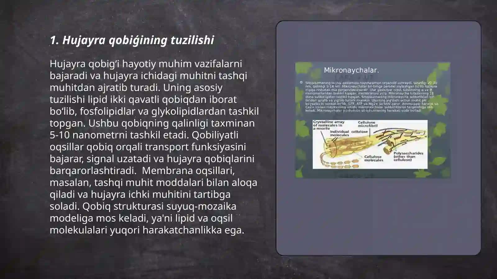 Hujayra qobiģi 3