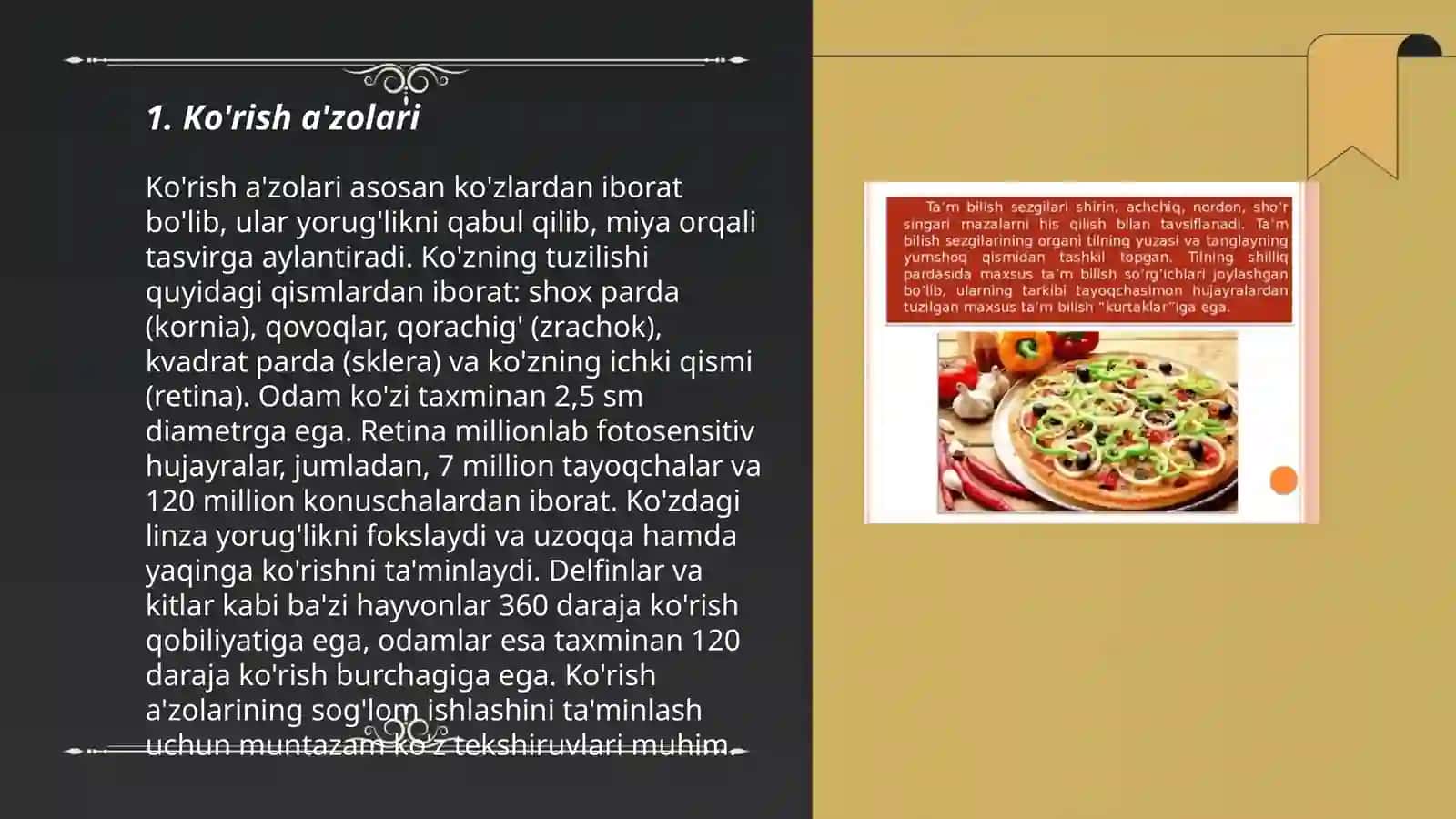 Tam bilish a’zolari 3