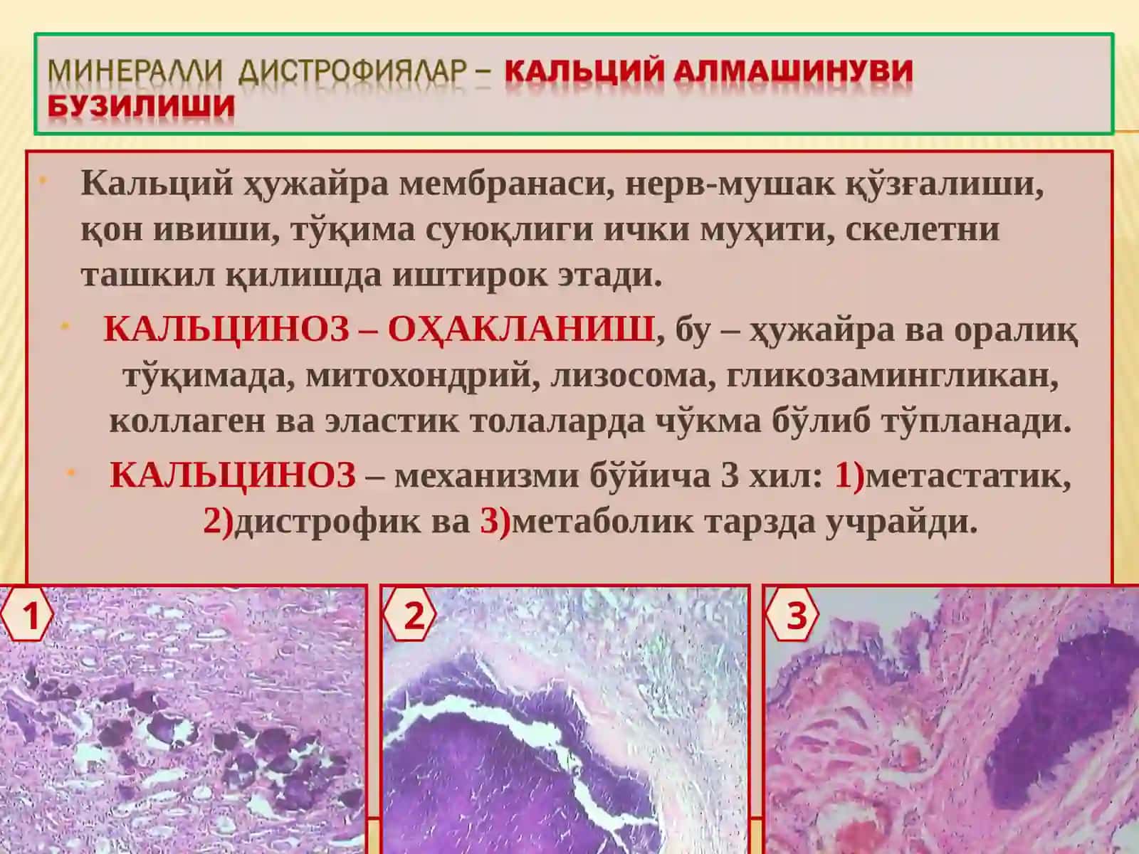 ПАТОЛОГИК АНАТОМИЯ 3