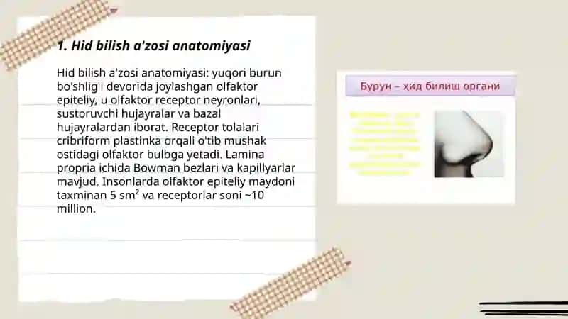Hid bilish a'zosi anatomiyasi 3