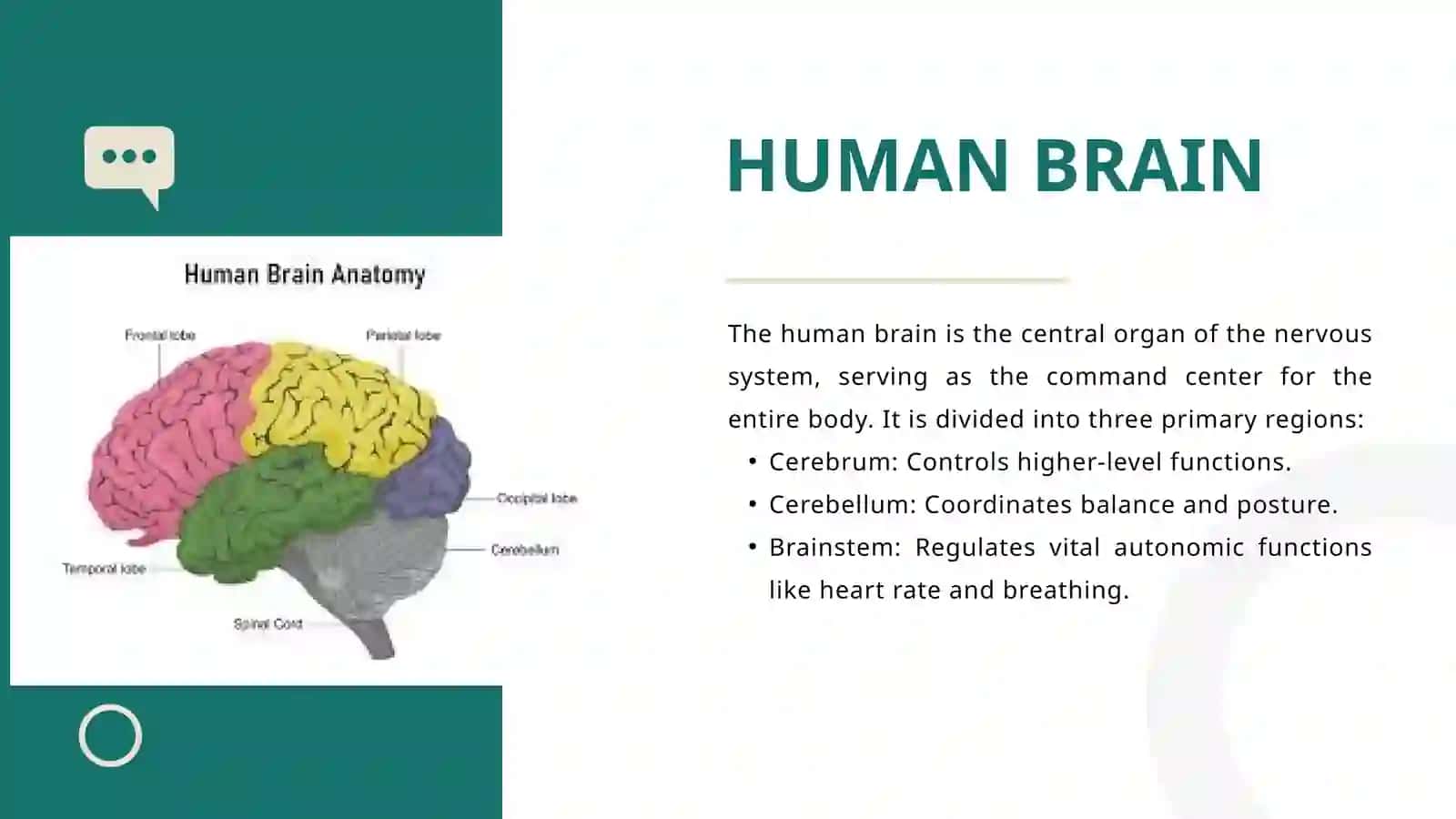 Human Brain & Digestive Systems 3