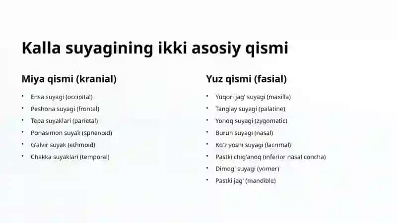 Bosh suyagi: Yuz qismi anatomiyasi 3