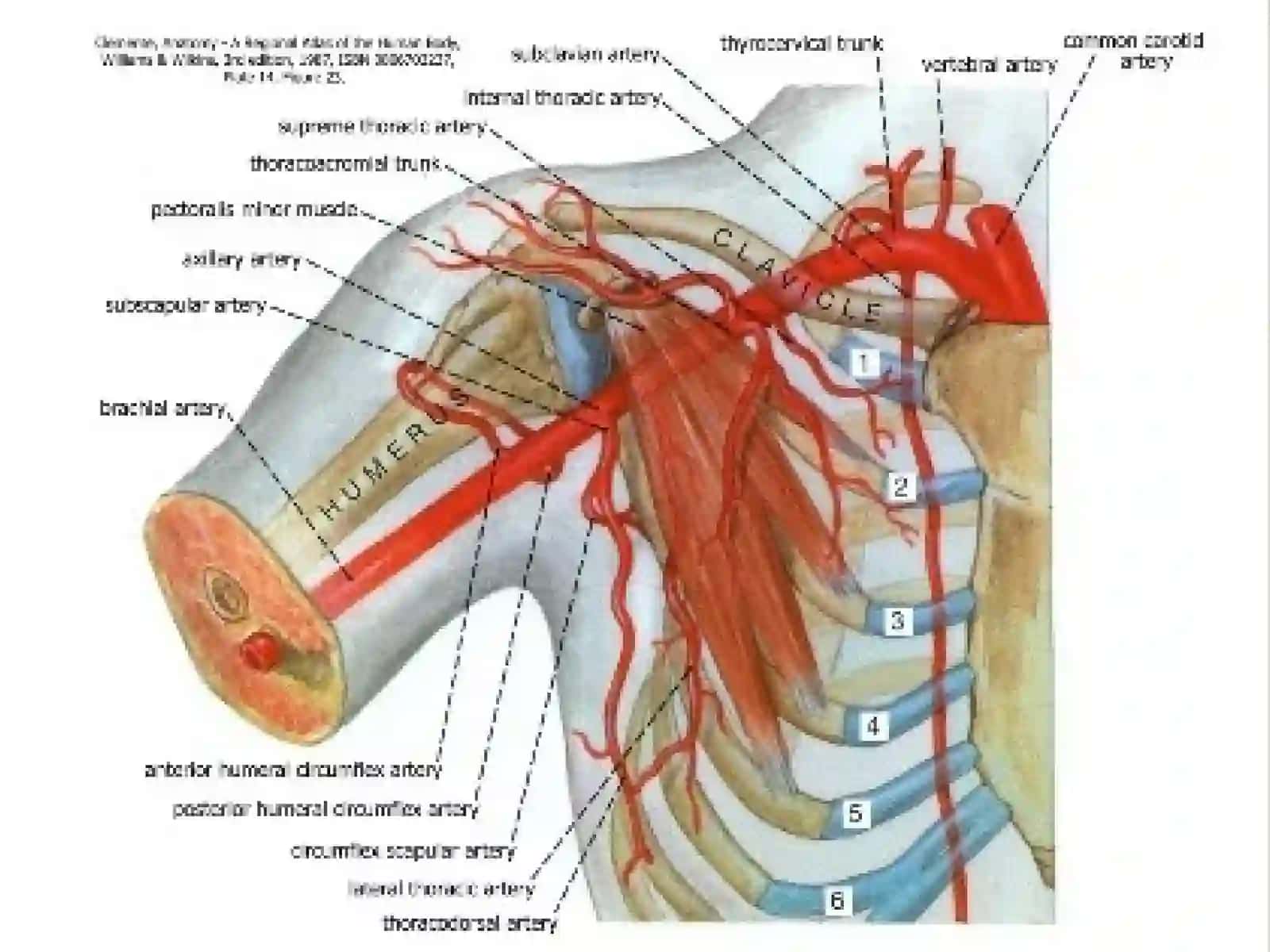 Qo'l arteriyasi A.Axillaris 3