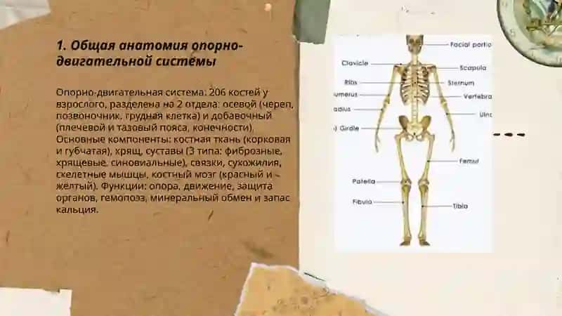 Tayanch harakatlar sistemasi haqida rus tilida 3