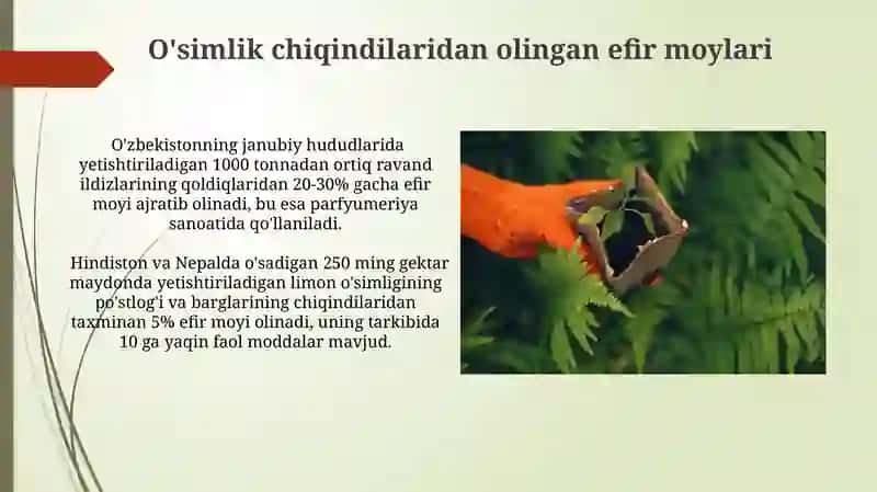 O'simlik chiqindilaridan olingan efir moylari 3